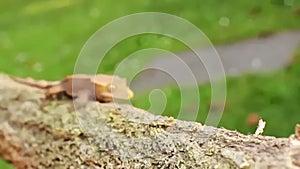 Little orange colored baby lizard