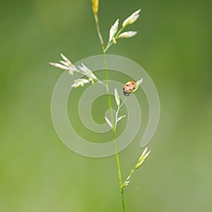 Little orange ladybug on a plant straw