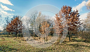 Little Orange Oak Trees in the Meadow in Autumn