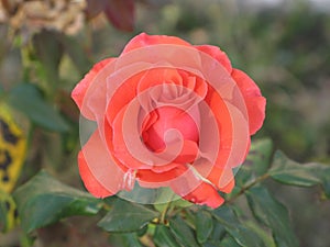 Little orange rose flower