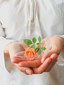 A little orange rose on a woman`s palm. The concept of women`s health.