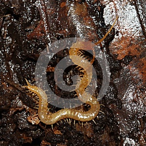 Little orange Soil centipedes from the forest floor