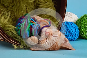 Little Orange Tabby Kitten in Studio