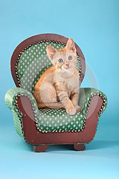 Little Orange Tabby Kitten in Studio