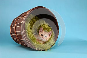 Little Orange Tabby Kitten in Studio