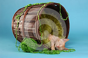 Little Orange Tabby Kitten in Studio