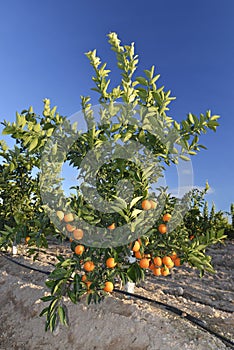 Little orange tree