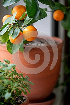 Little orange tree with fruits in terracotta pot on windowsill at home. Calamondin citrus plant.