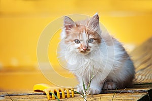 A little orange and white kitten stands on an old yellow wooden bench