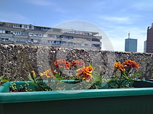 A little orangeflowers in the pot in city terrace garden Belgrade Serbia marygold