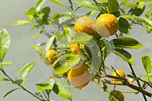 Little oranges with water drop in the morning photo