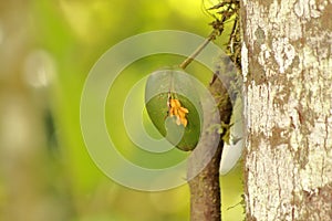 The little orchid in a leaf on the rain forest photo