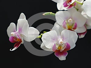 Little orhid phalaenopsis flowers on the black background.