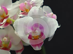 Little orhid phalaenopsis flowers on the black background.