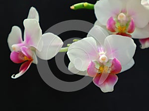 Little orhid phalaenopsis flowers on the black background.