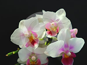 Little orhid phalaenopsis flowers on the black background.