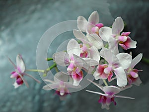 Little orhid phalaenopsis flowers on the black background.