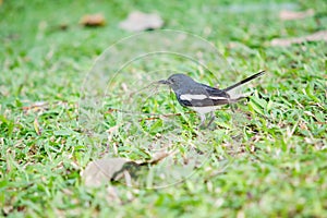 A little oriental magpie robin black and white stripe tropical