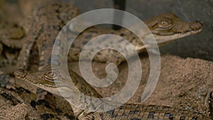 Little Orinoco Crocodiles, Wisirare Park, Colombia