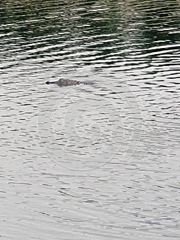 Little Oscar the pond gator