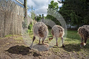 Little ostriches walk in the yard