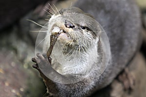 Little otter, Aonyx cinereus, Lutrinae eating a fish