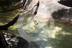 A little otter enjoying a swim in the sun in his waterhole