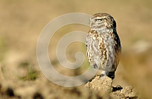 Little owl