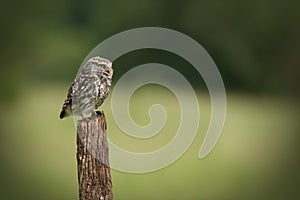 Little Owl