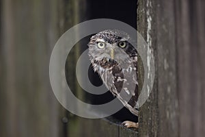 Little owl