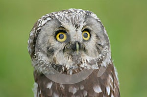 Little owl