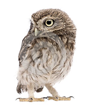 Little Owl, 50 days old, Athene noctua, standing photo