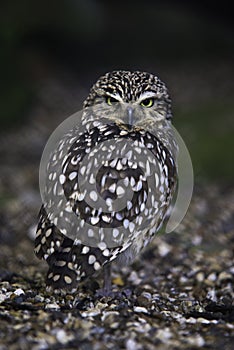 Little owl