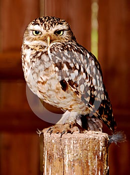 Little Owl