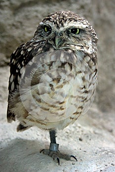 Little owl