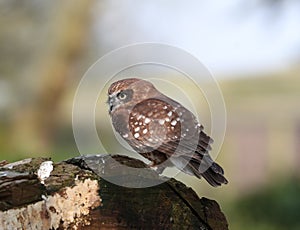 Little Owl