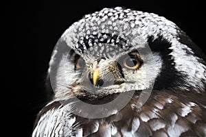 Little owl