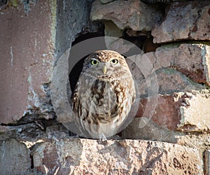 Little owl. An adult bird sits on a brick wall, next to the nest, looking into the lens