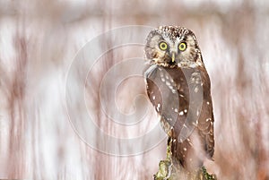 Little owl Aegolius funereus