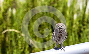 Little Owl Amazed