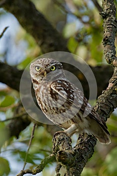 Little Owl in an apple tree