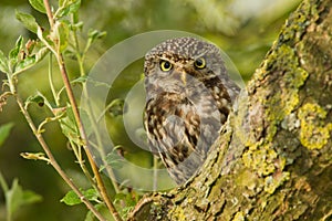 Little Owl in an apple tree