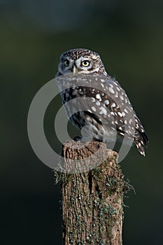 Little Owl Athene noctua