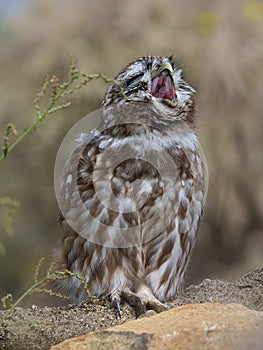 Little owl (Athene Noctua) photo