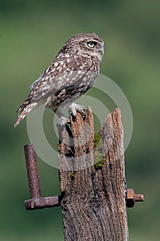 Little Owl, Athene Noctua