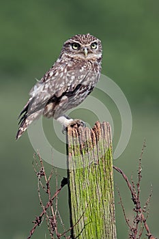 Little Owl, Athene Noctua