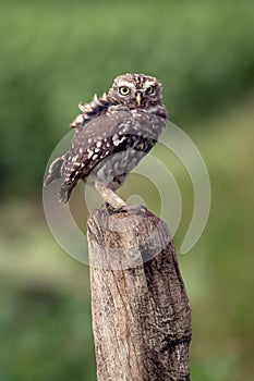 Little Owl, Athene Noctua