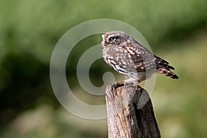 Little Owl, Athene Noctua