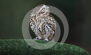 Little Owl or Athene noctua