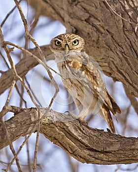 Little Owl--Athene Noctua